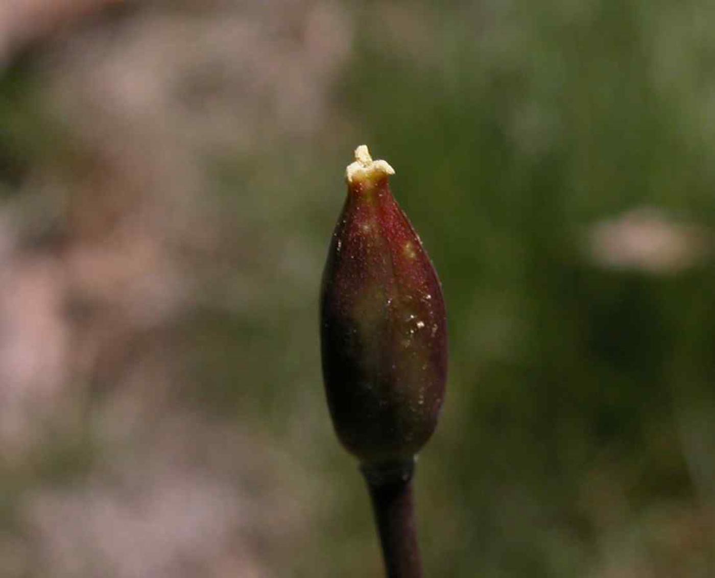 Tulip, Southern Wild fruit